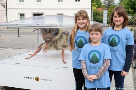 Čebela velikanka potuje po Kamniku (6)